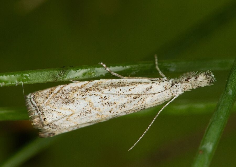 Platytes cerussella