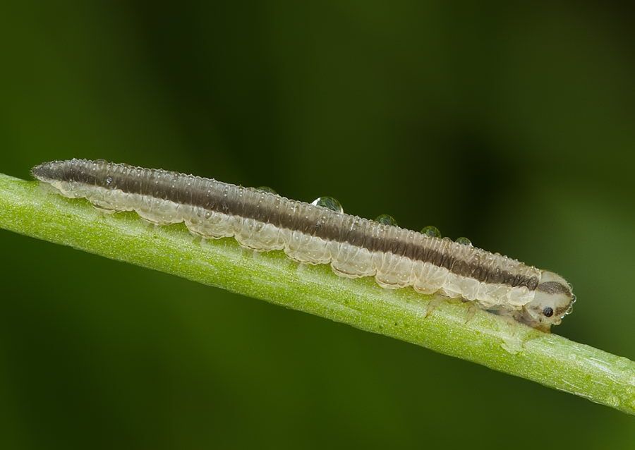 Dolerus sp.