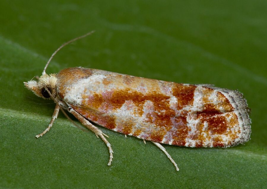 Rhyacionia buoliana