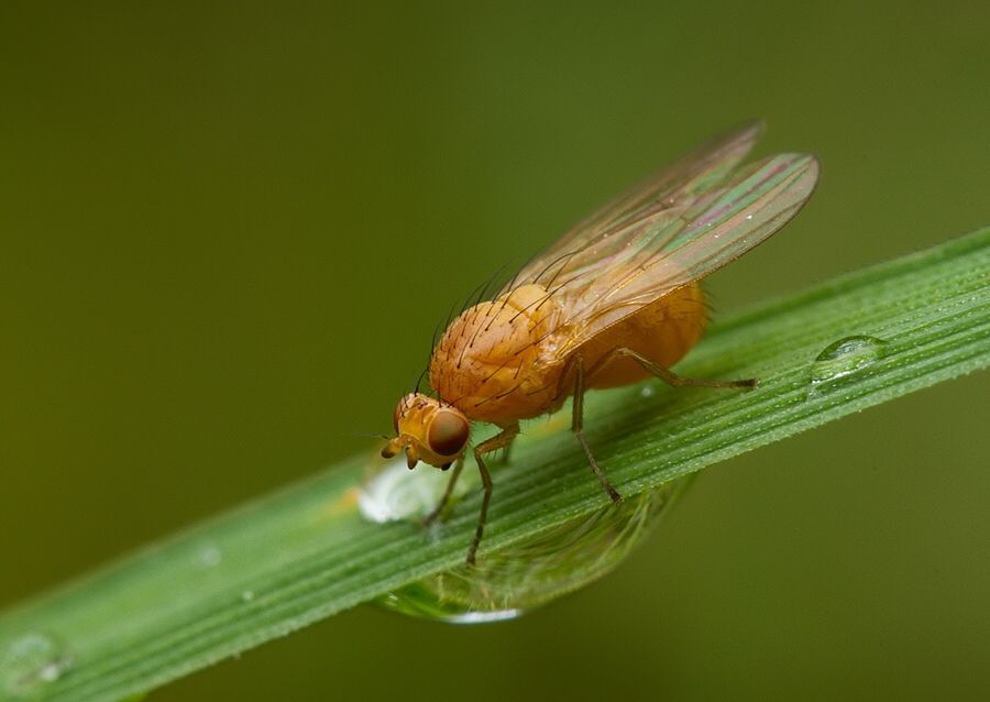 Meiosimyza subfasciata