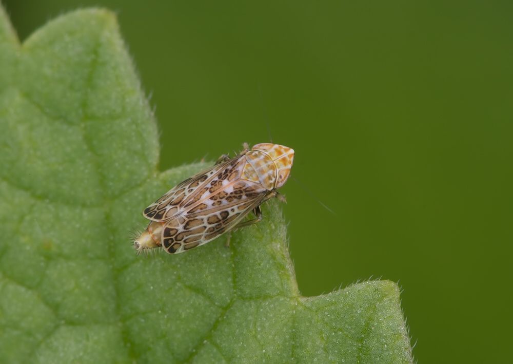 Errastunus ocellaris