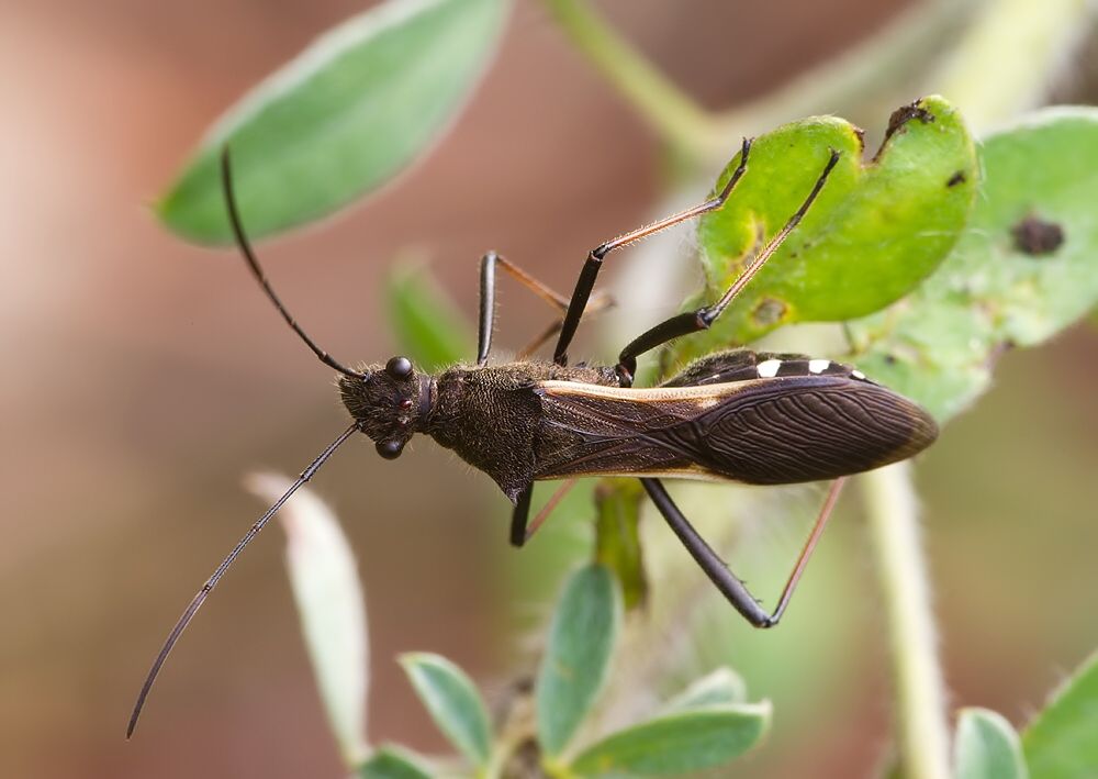 Megalotomus junceus
