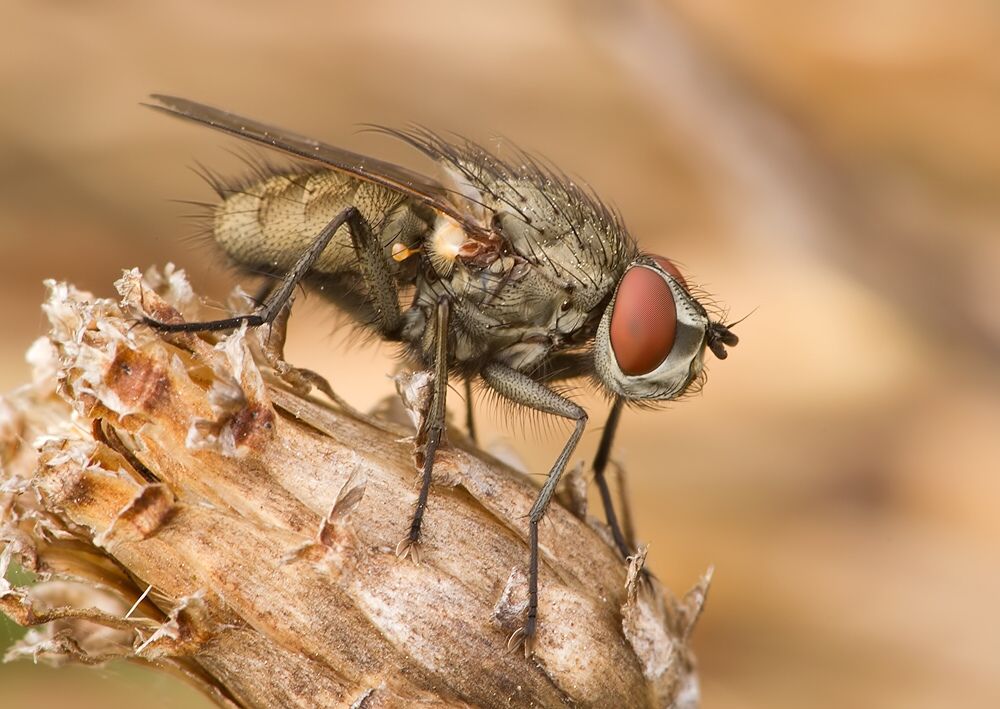 Leucophora personata