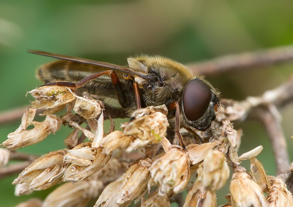 Cheilosia latifrons