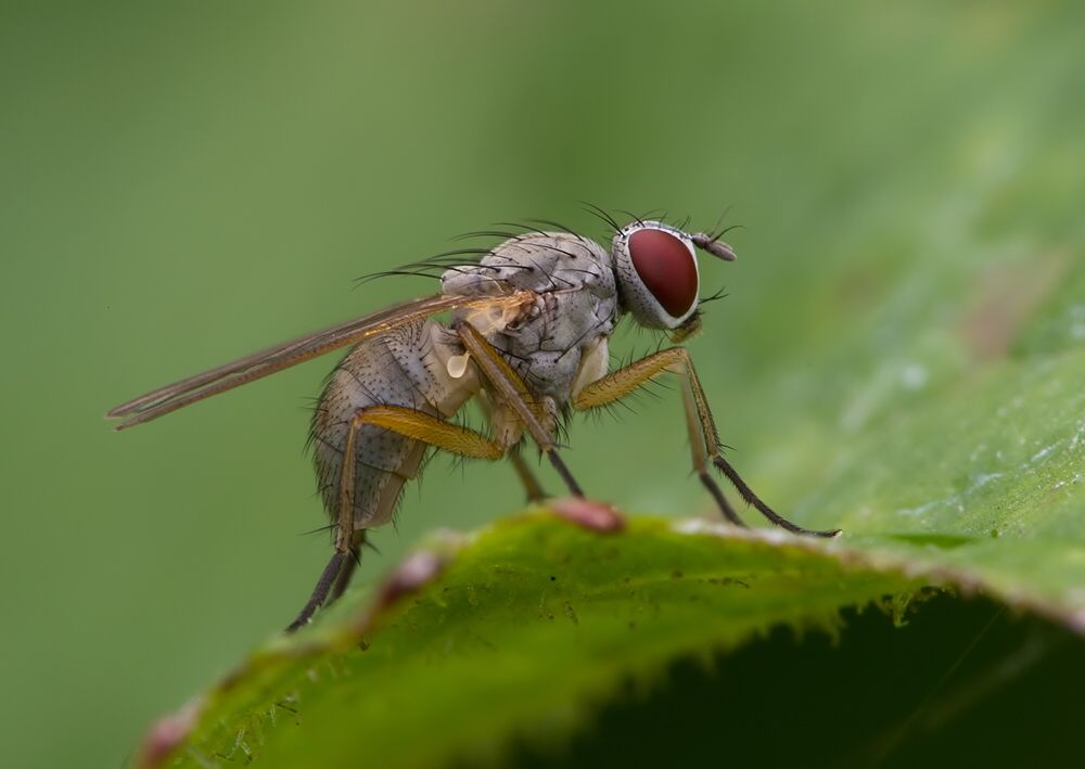 Coenosia pedella cf.