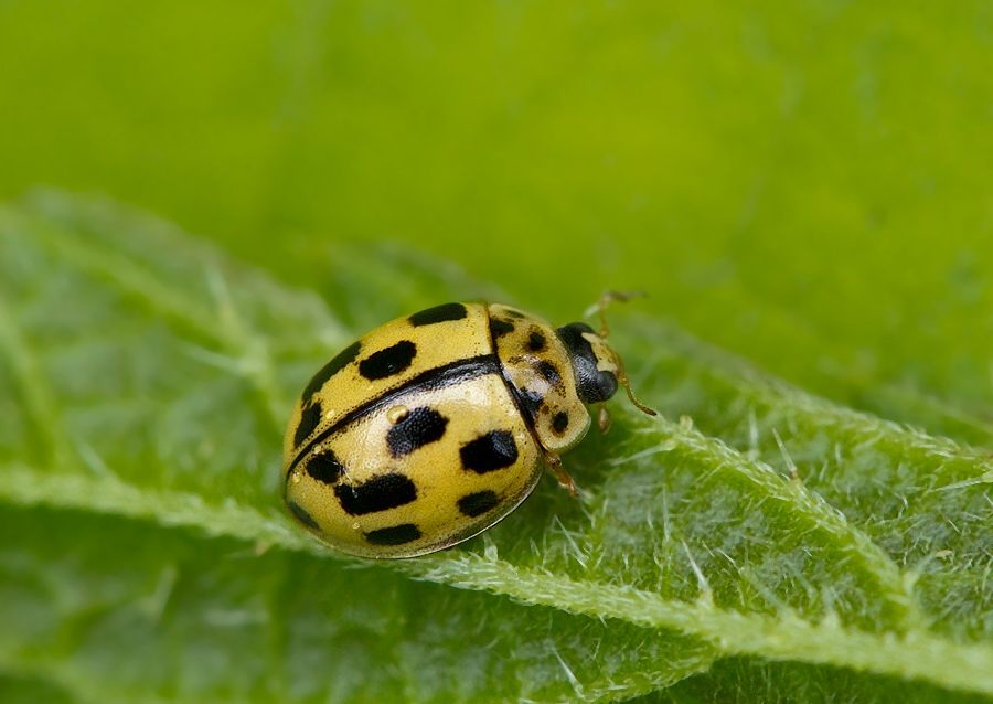 Propylea quatuordecimpunctata