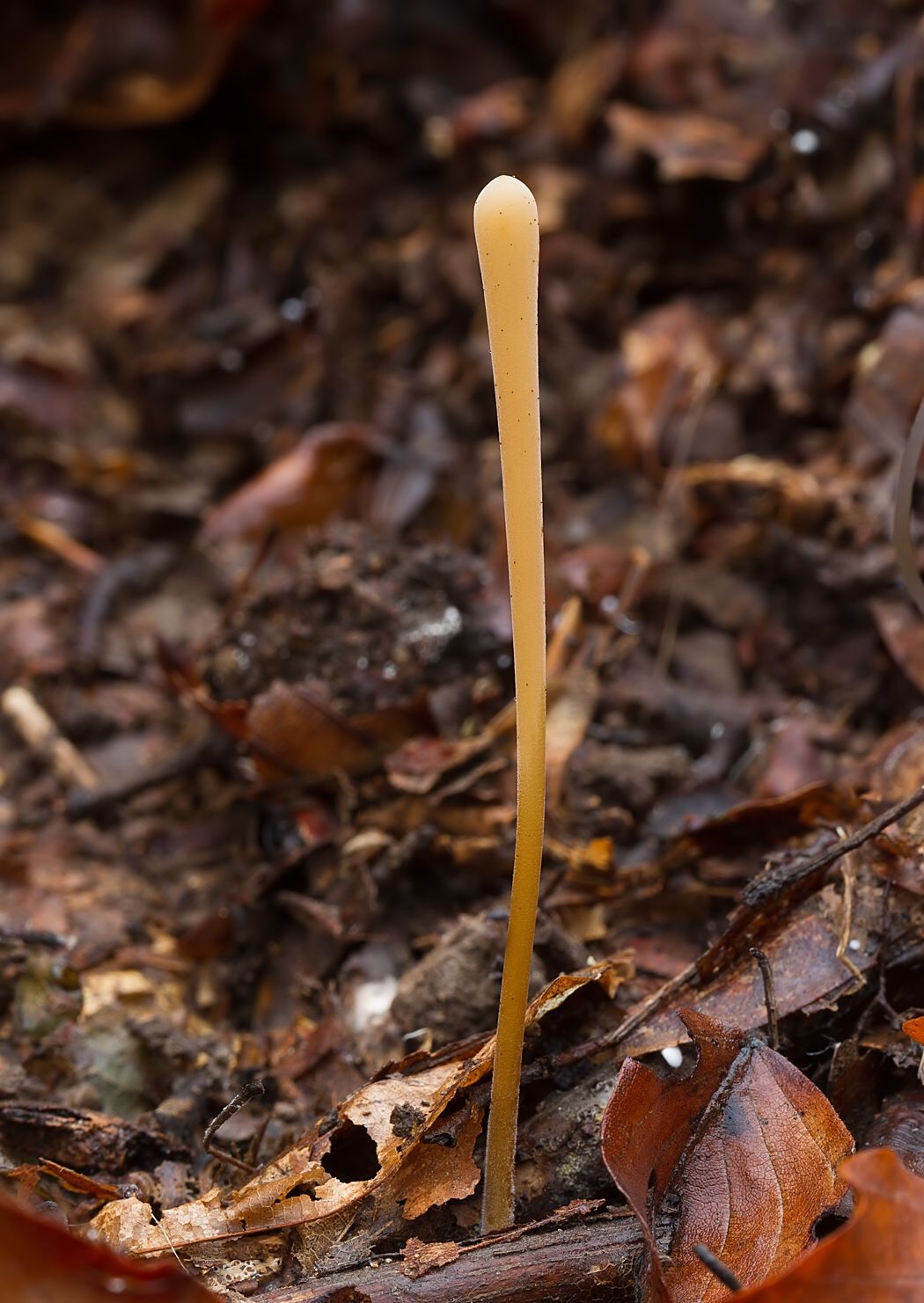 Macrotyphula fistulosa var. fistulosa