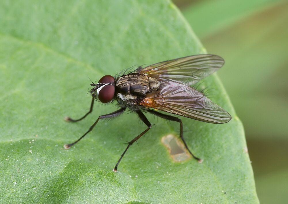 Hydrophoria ruralis