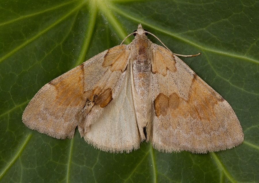 Thera firmata