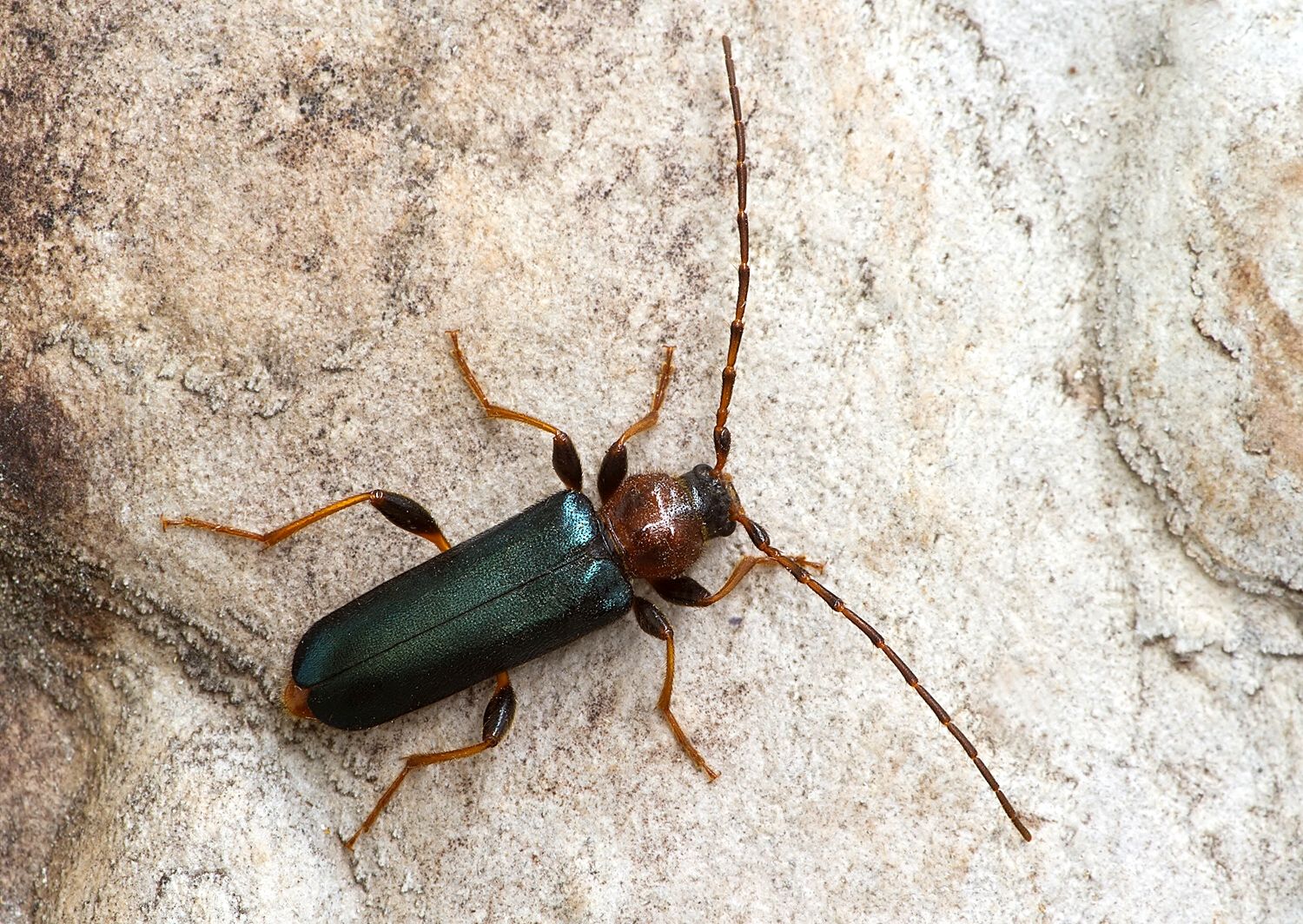 Phymatodes testaceus