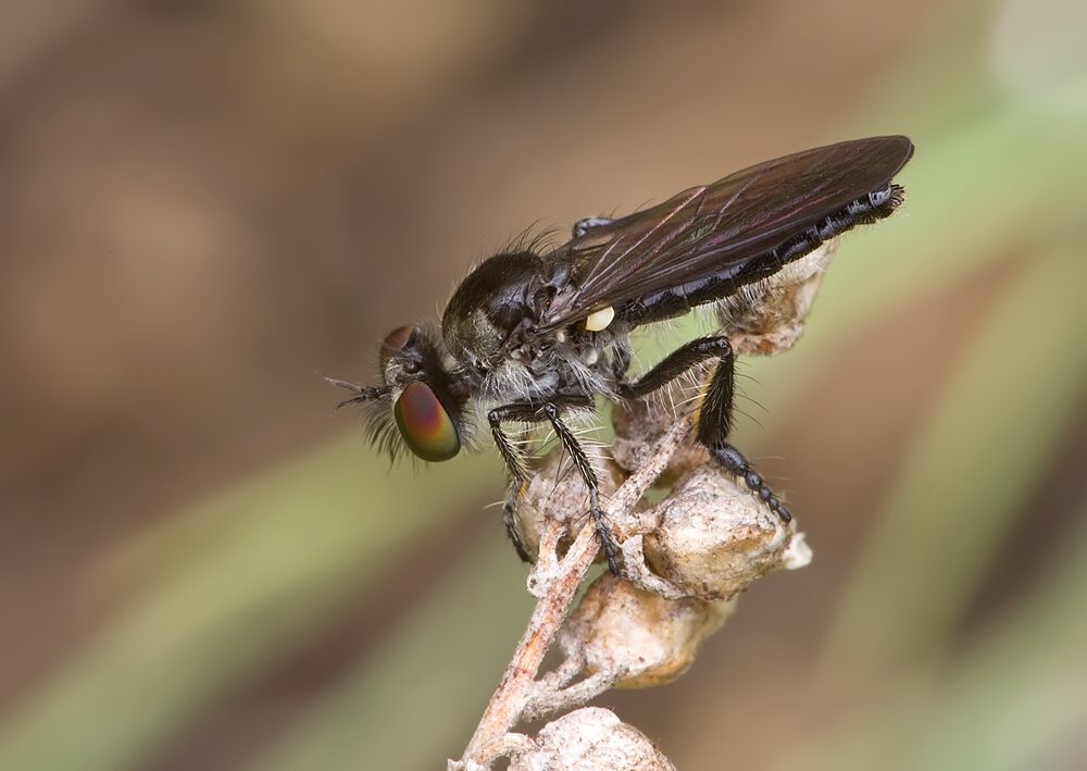 Holopogon fumipennis