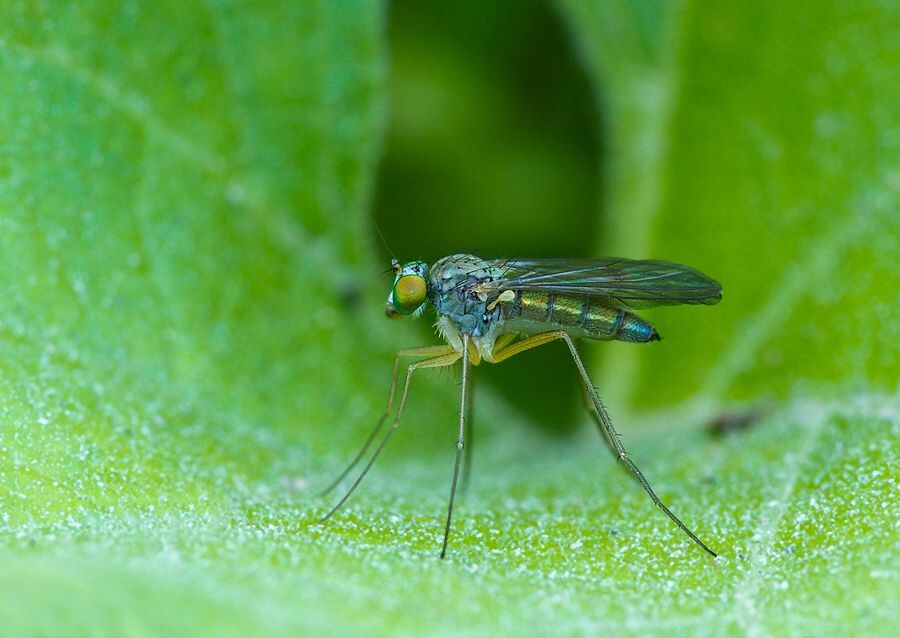 Sciapus platypterus