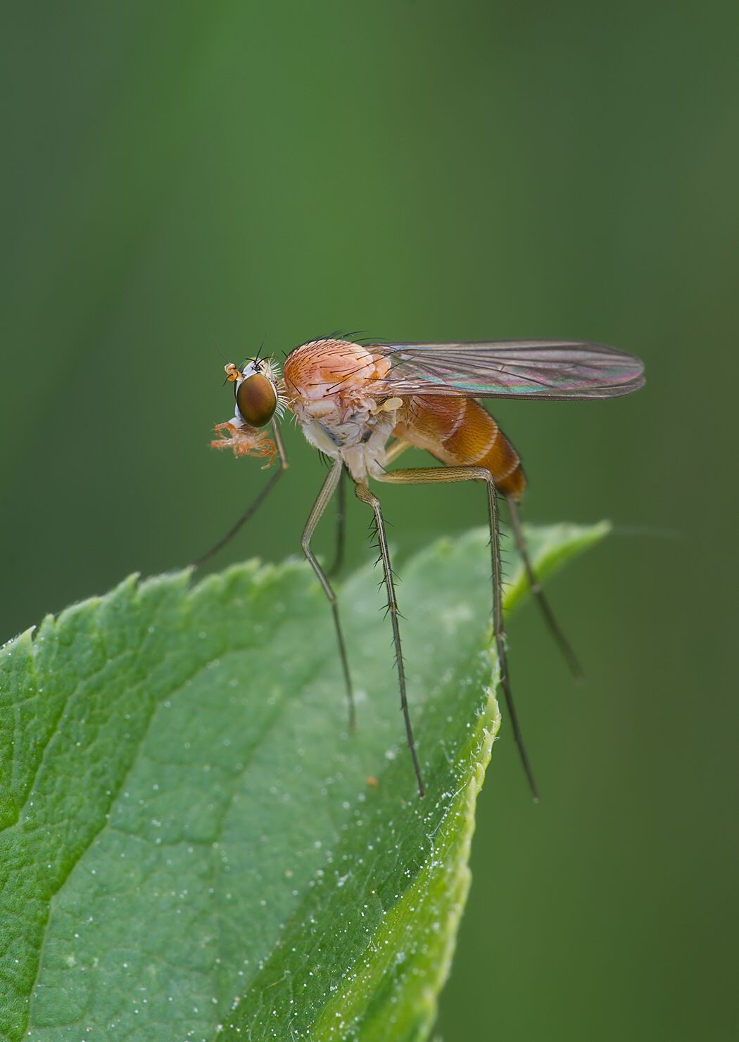 Neurigona pallida