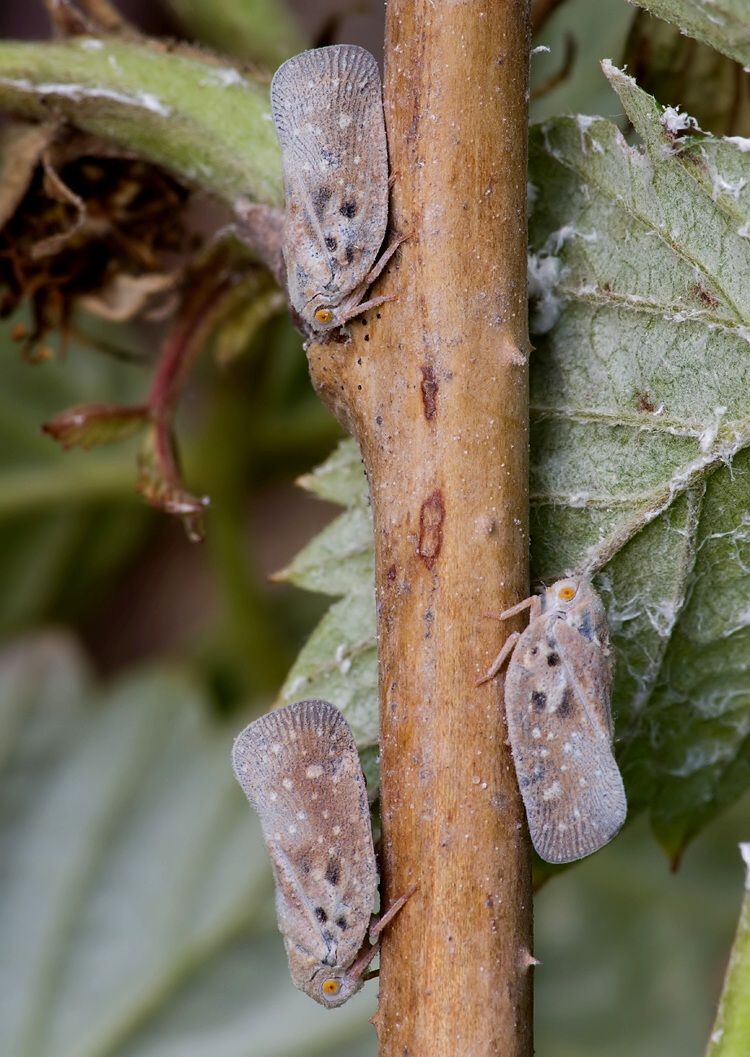 Metcalfa pruinosa