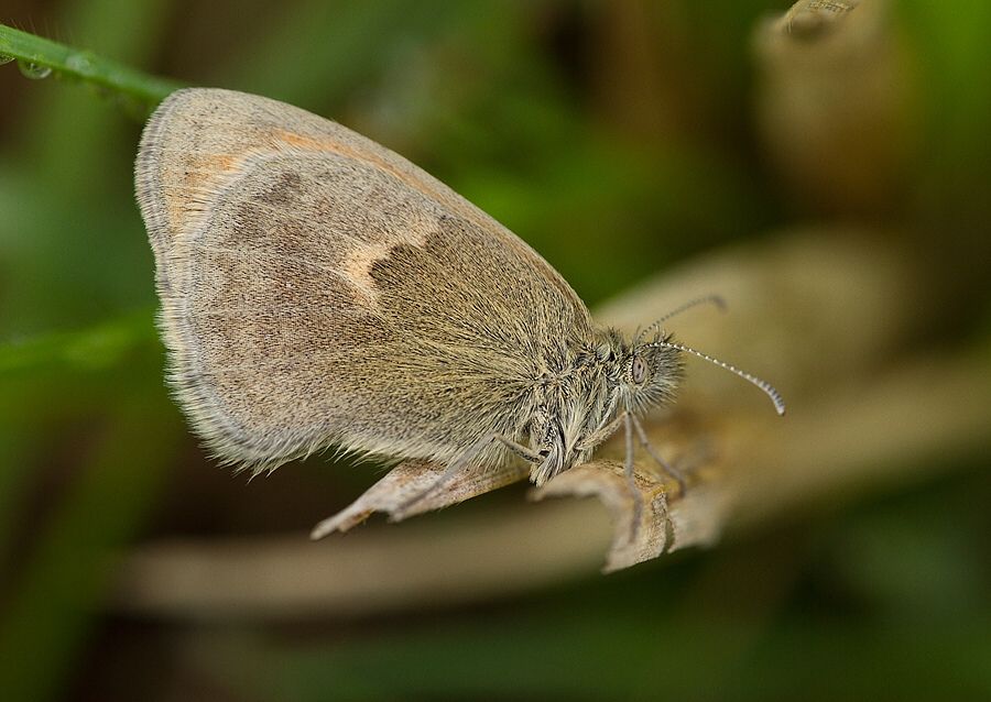 Coenonympha pamphilus