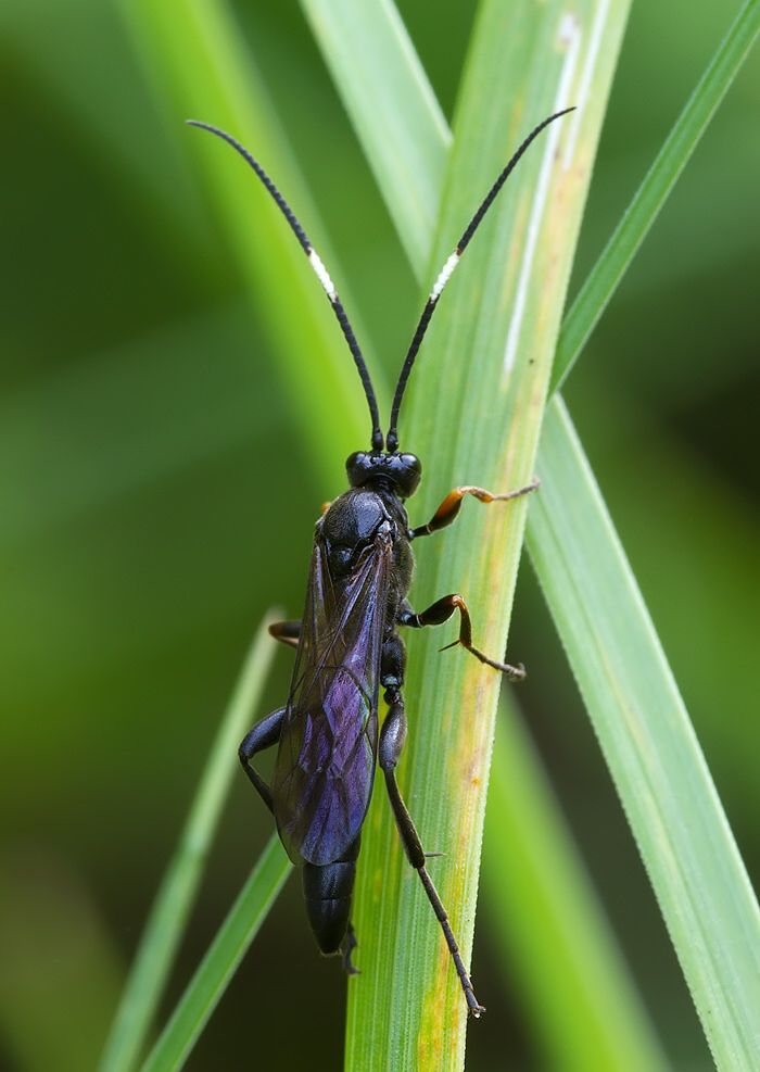 Cratichneumon viator cf.