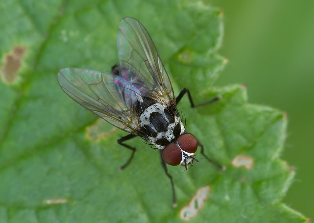 Anthomyia procellaris