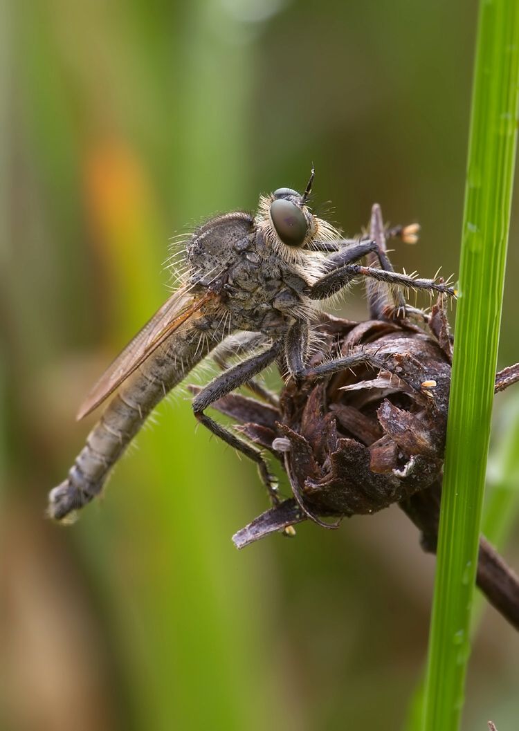 Machimus rusticus