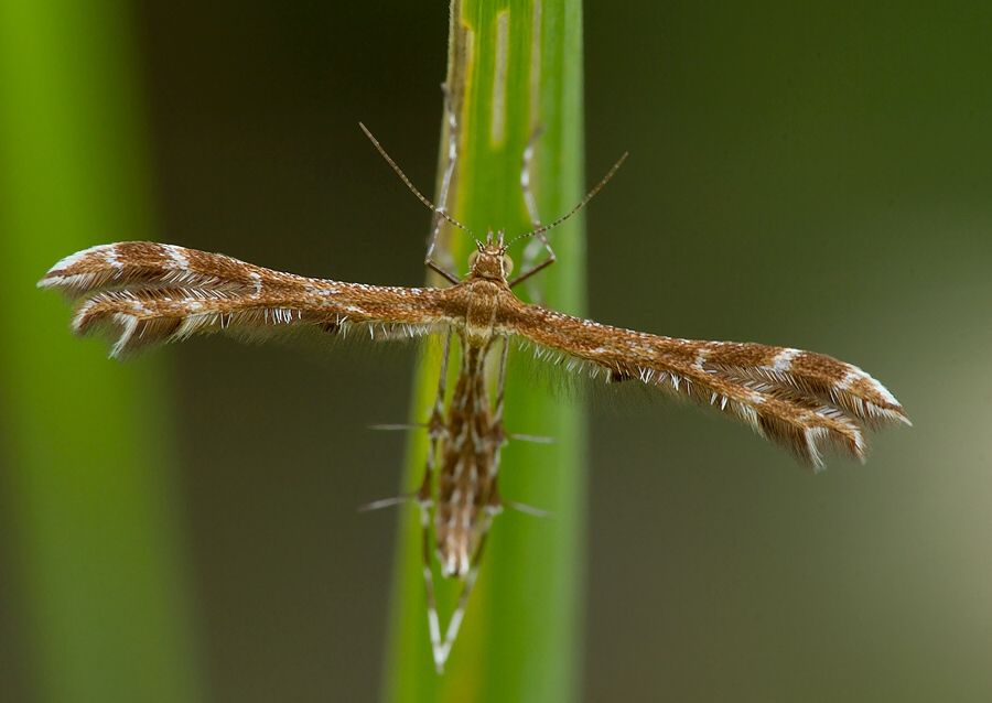 Oxyptilus chrysodactyla