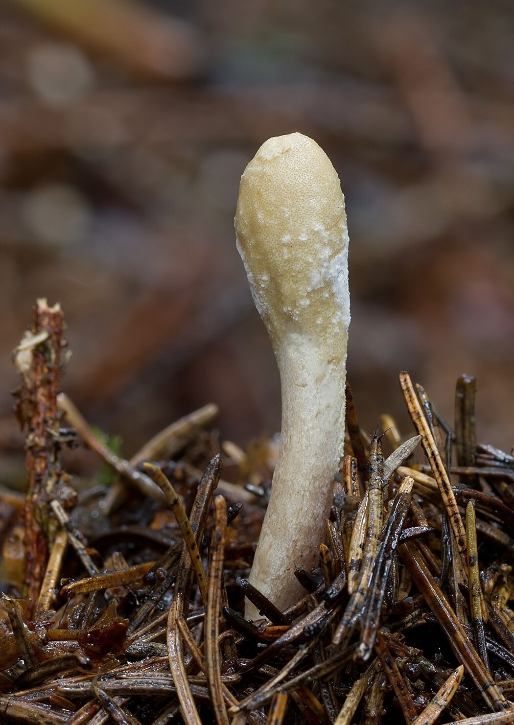 Trichoderma alutaceum