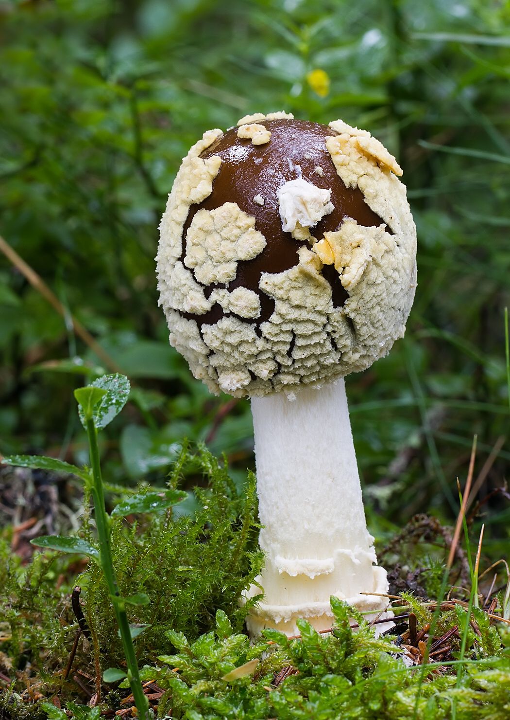 Amanita regalis