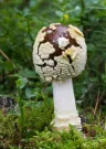 Amanita regalis