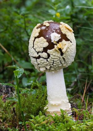 Amanita regalis