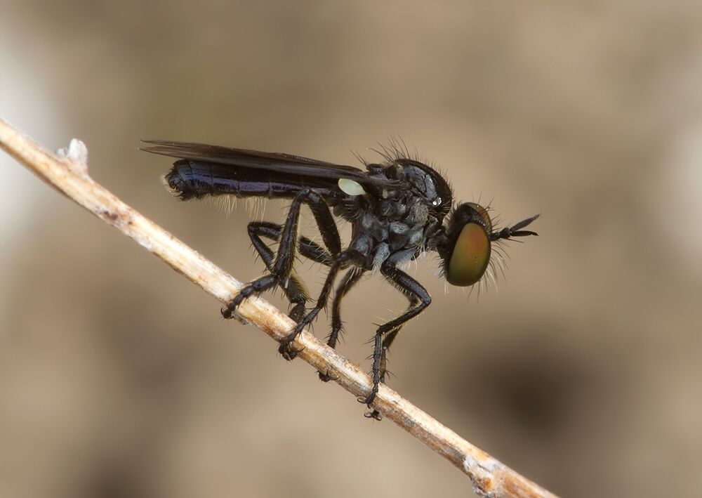 Holopogon fumipennis