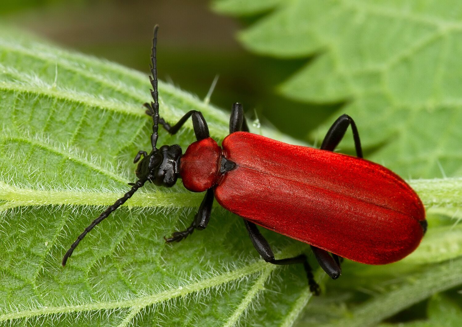 Pyrochroa coccinea