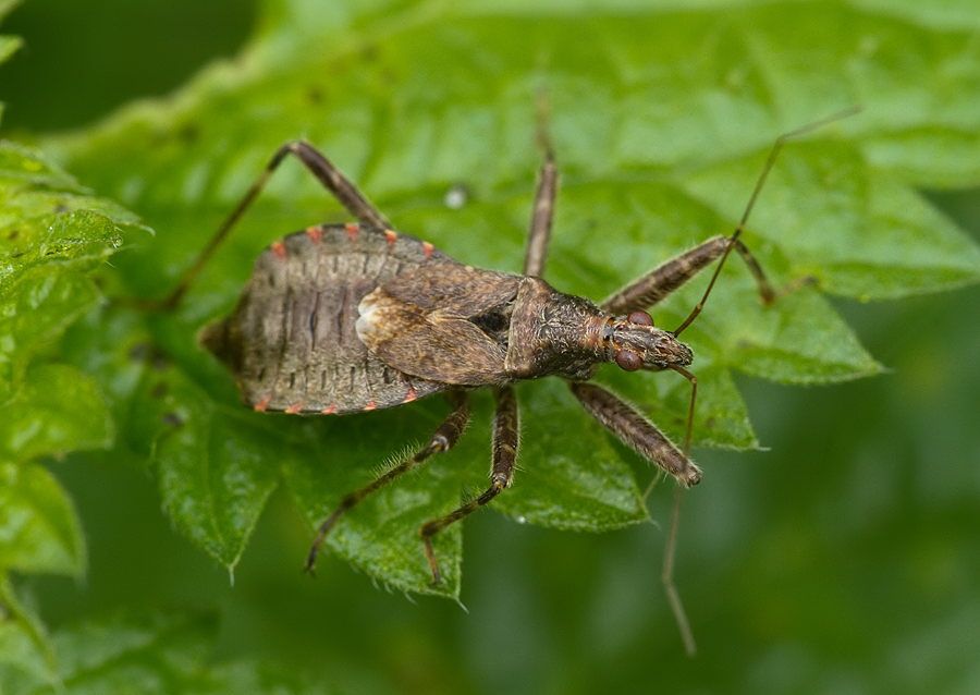 Himacerus apterus