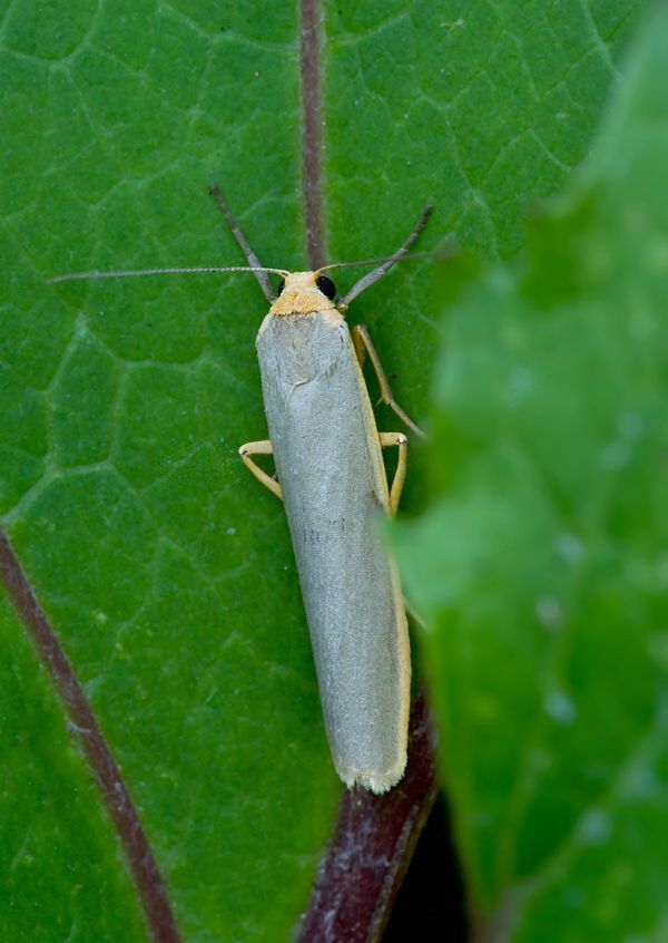 Eilema complana
