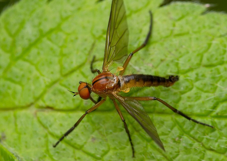 Empis stercorea