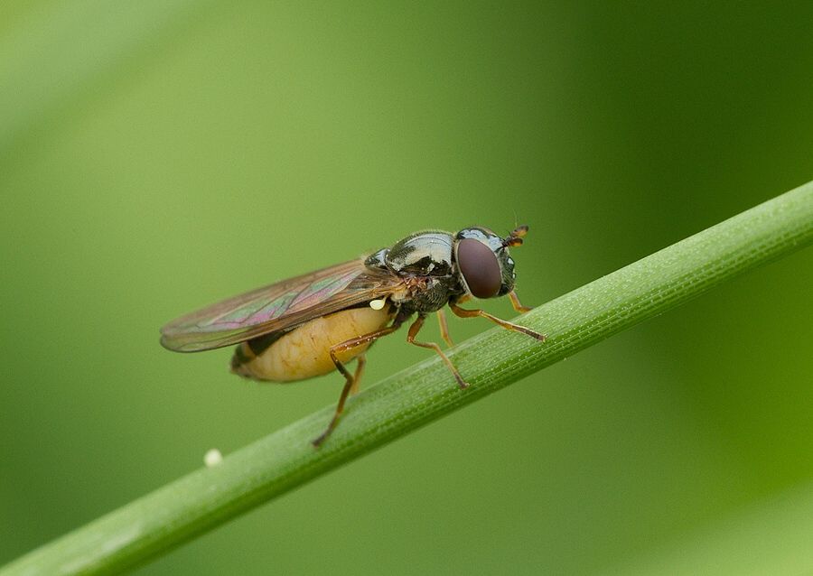 Melanostoma mellinum