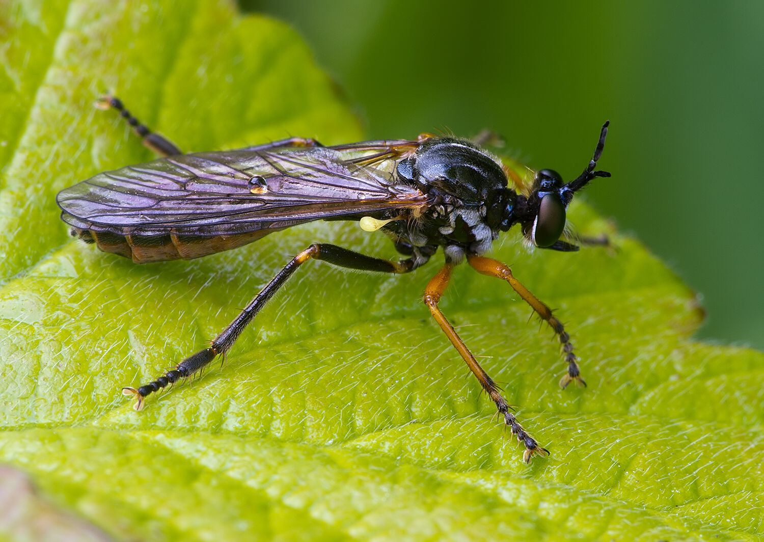 Dioctria rufipes