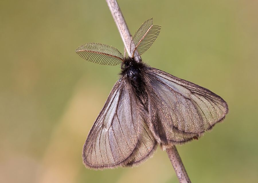 Penthophera morio