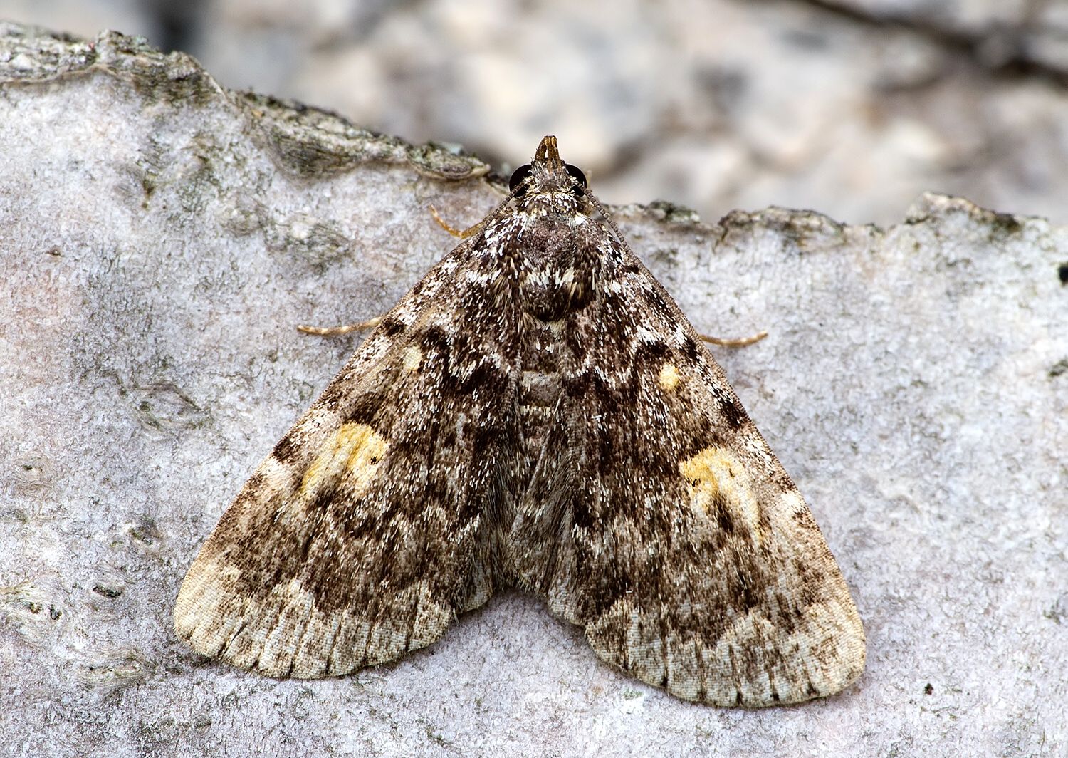 Idia calvaria