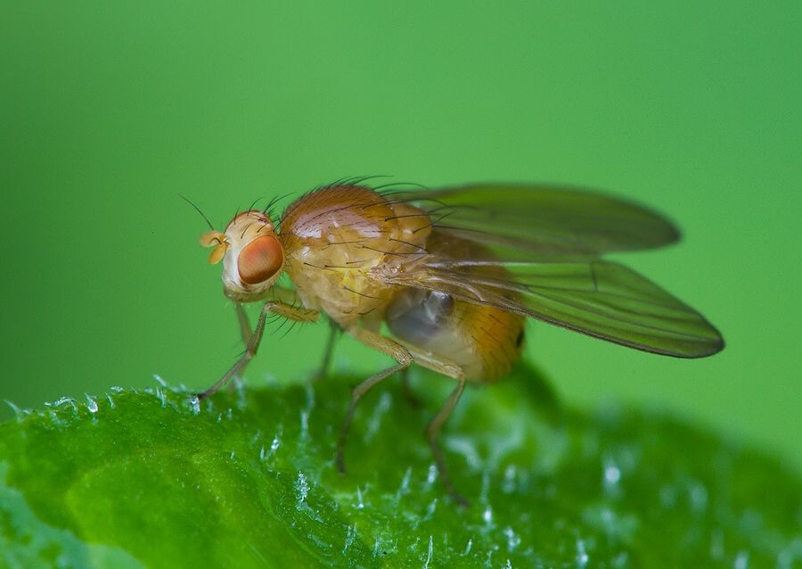 Sapromyza zetterstedti