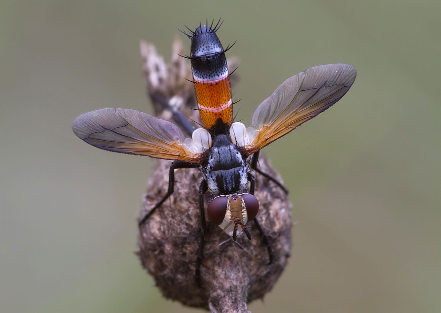 Cylindromyia brassicaria