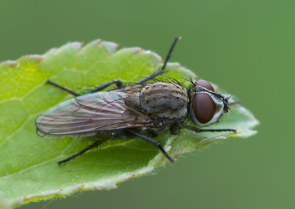 Leucophora obtusa