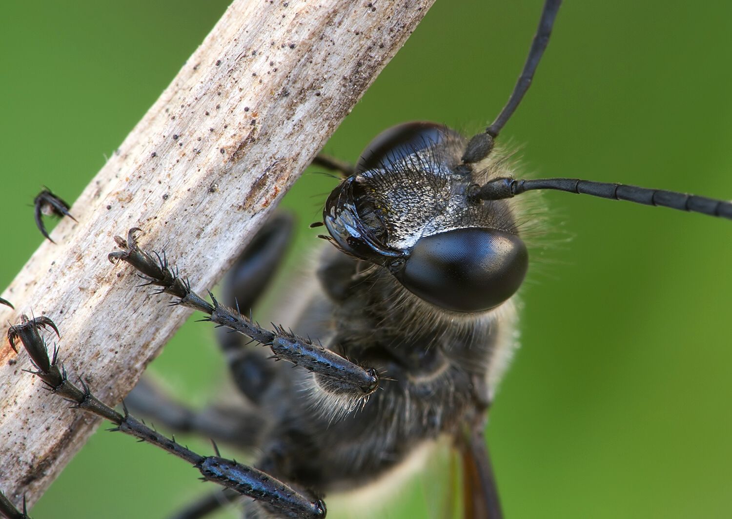Isodontia mexicana