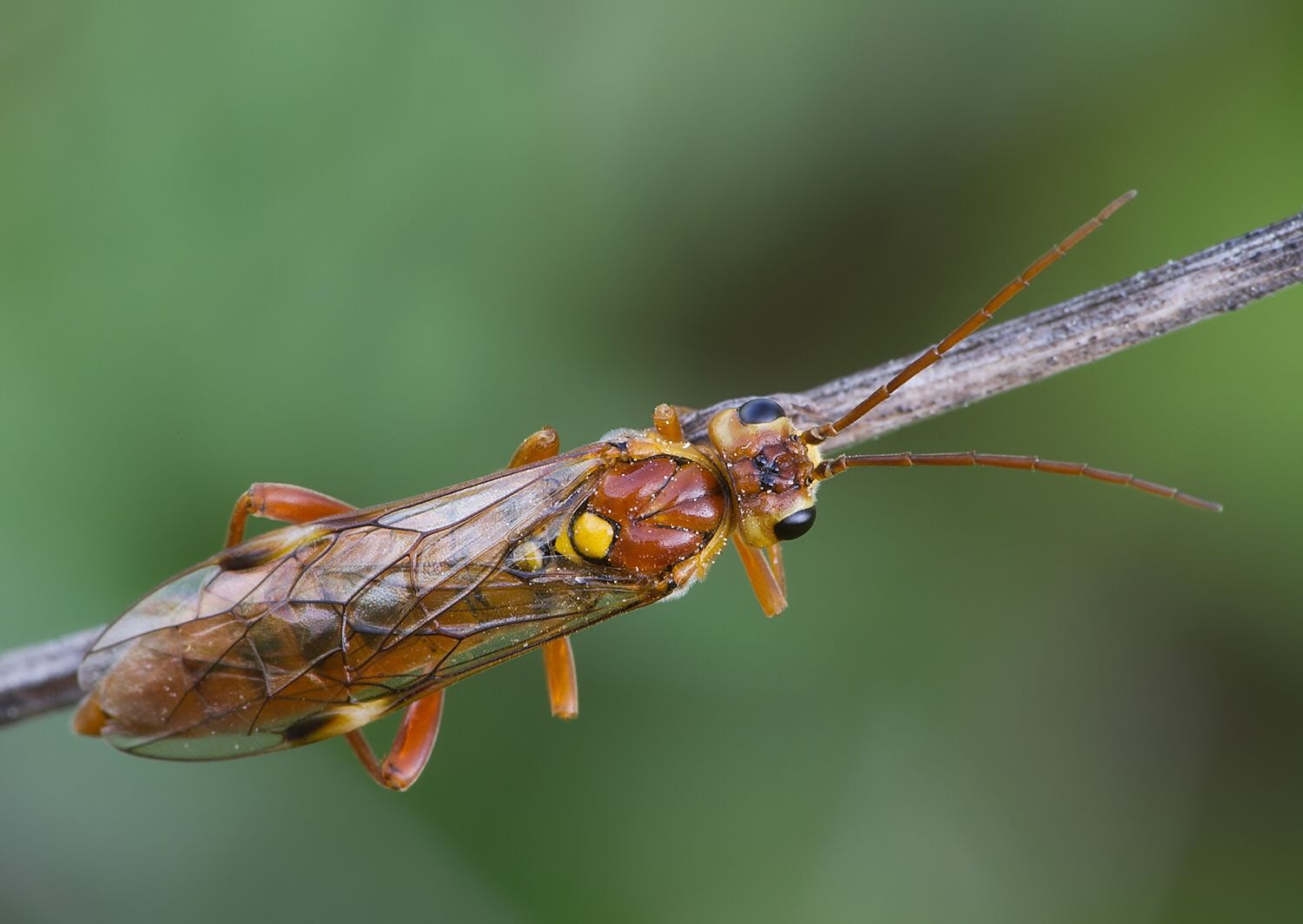 Tenthredopsis nassata