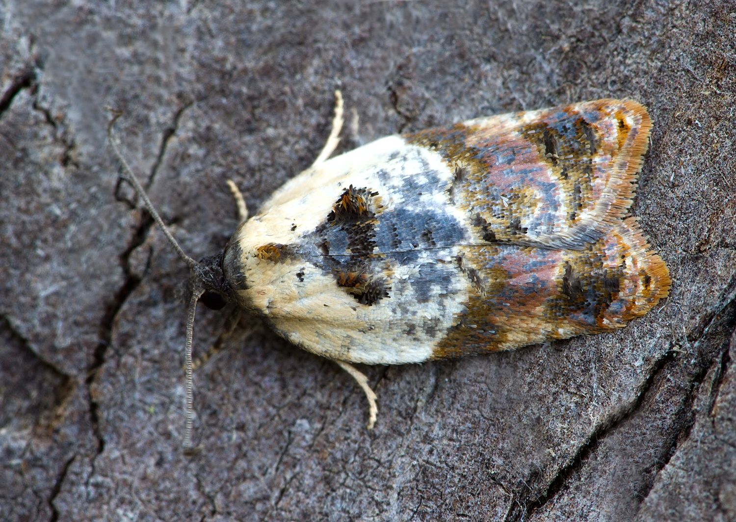 Acleris variegana