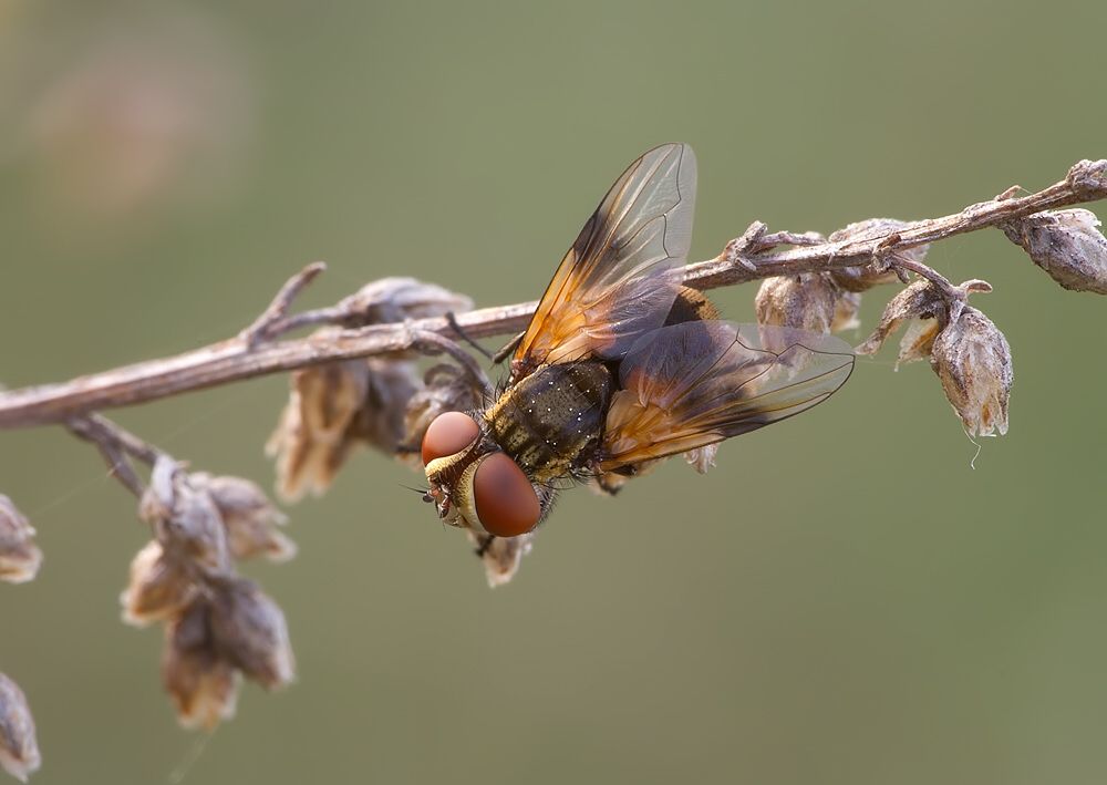 Ectophasia crassipennis