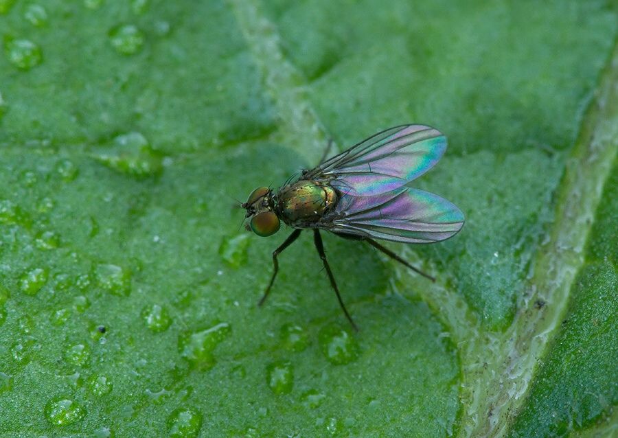 Medetera tenuicauda