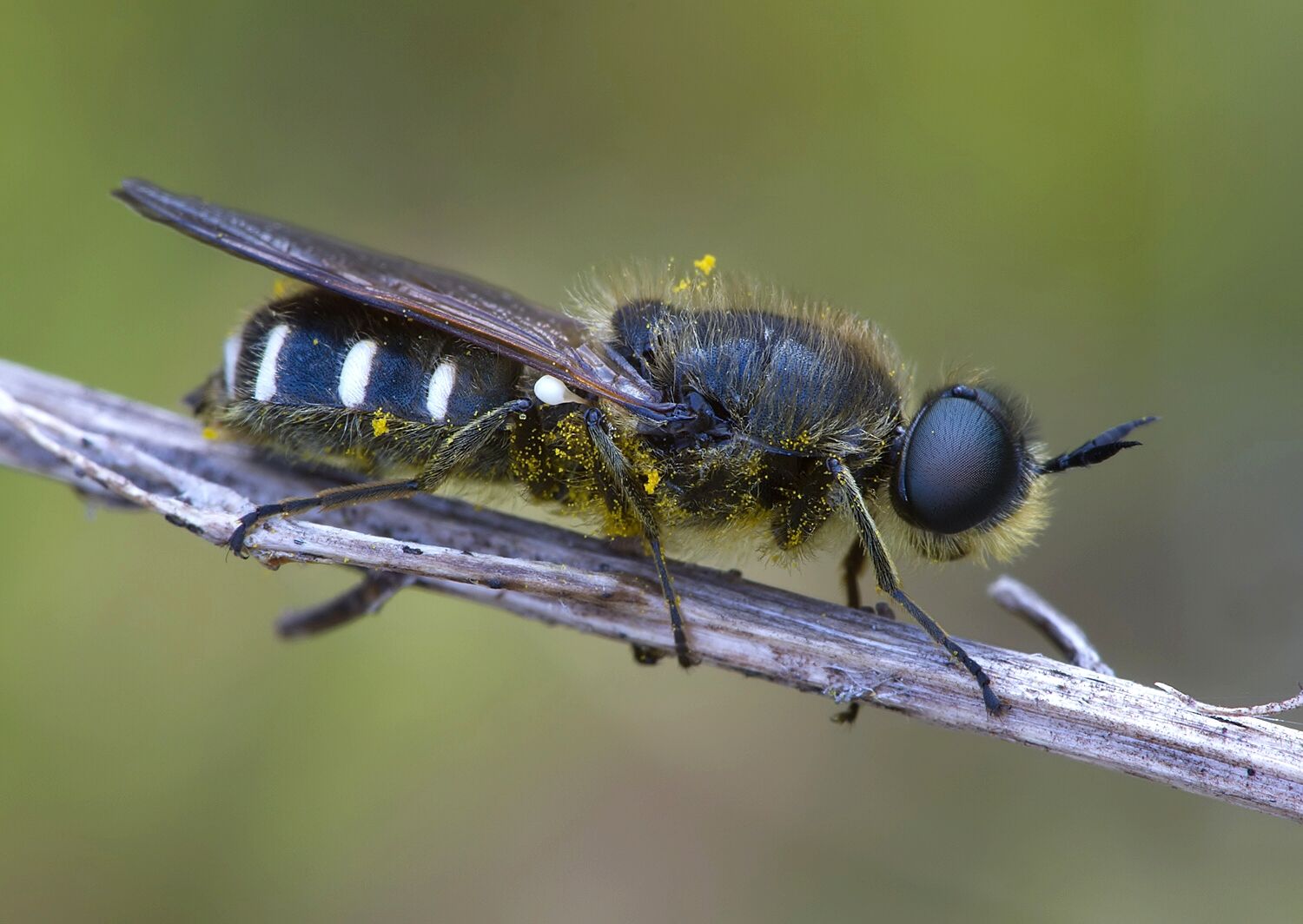 Lasiopa villosa