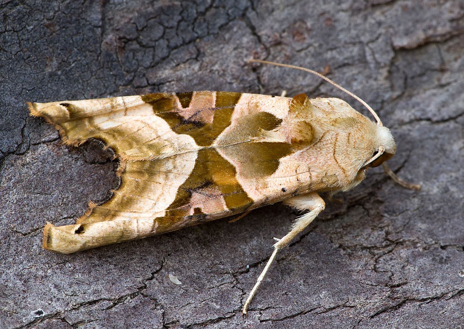 Phlogophora meticulosa