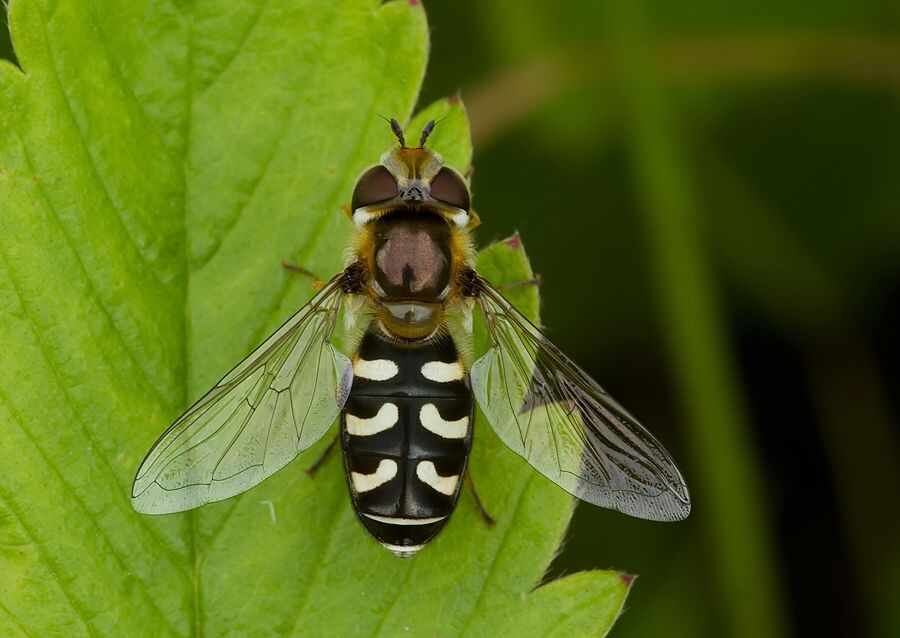 Scaeva pyrastri