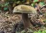 Porphyrellus porphyrosporus