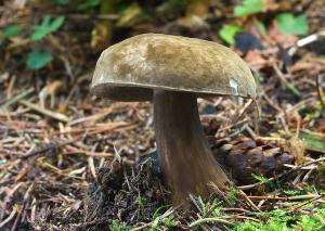 Porphyrellus porphyrosporus