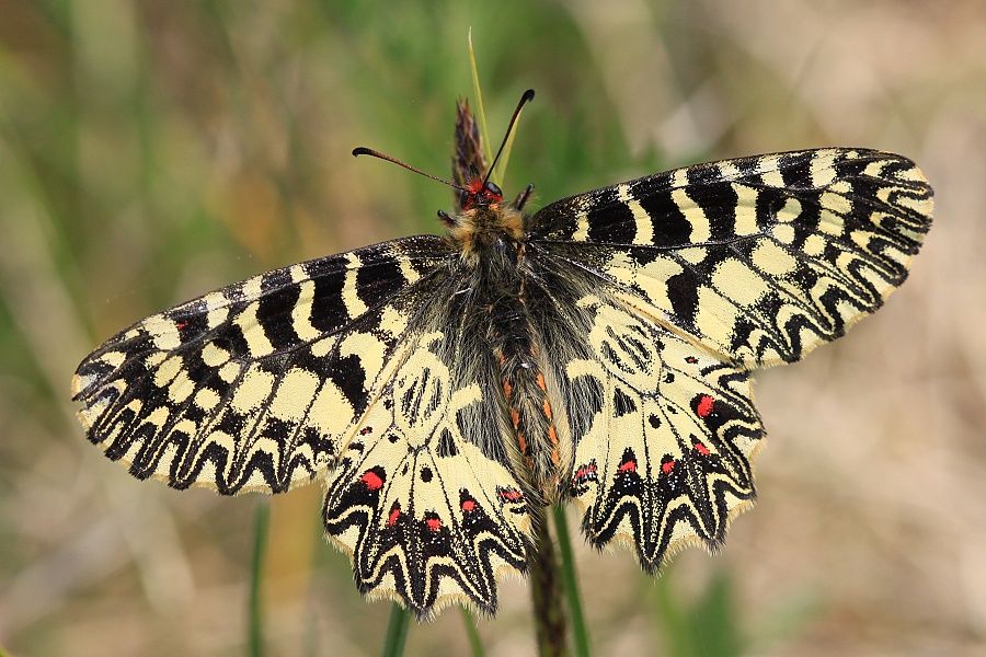 Zerynthia polyxena